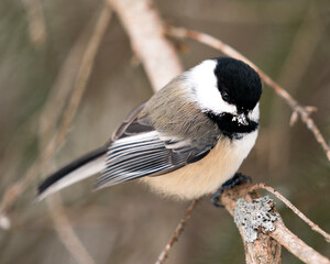 Obraz premium Chickadee Stock Photos. Close-up profile view on a tree branch with a blur background in its environment and habitat, displaying grey feather plumage wings and tail, black cap head. Image. Picture. 