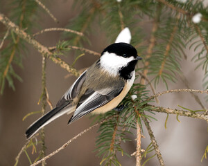 Chickadee Stock Photos. Close-up profile view on a fir tree branch with a blur background in its environment and habitat, displaying grey feather plumage wings and tail, black cap head. Image. Picture