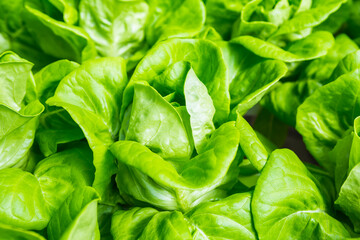Closeup fresh green lettuce garden, organic vegetable farming, nature concept background