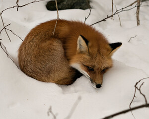  Red Fox Stock Photos. Fox Image. Picture. Portrait.