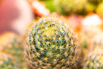 Beautiful cactus of orange thorns