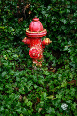 Red and yellow fire hydrant surrounded by green English ivy, as a background

