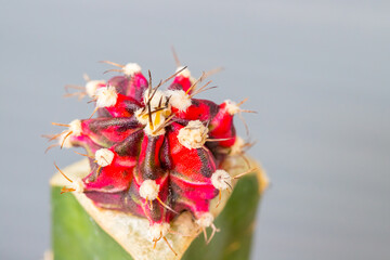 Close up of potted red gymno cactus