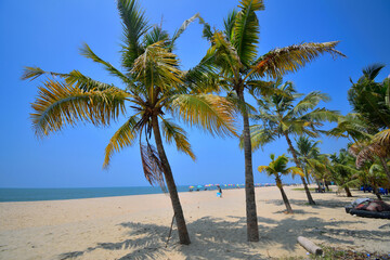 Obraz na płótnie Canvas Palm trees on the marari beach in Kerala.