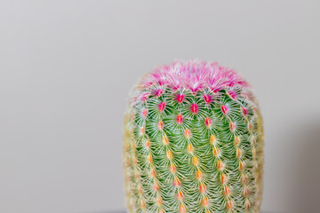 Rainbow Cactus Echinocereus rigidissimus © pandaclub23