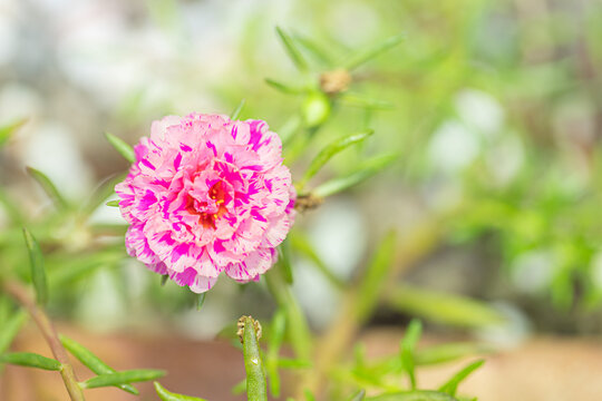 Vietnam Rose Images Browse 57 Stock Photos Vectors And Video Adobe Stock Vietnam Rose Images Browse 57 Stock Photos Vectors And Video Adobe Stock