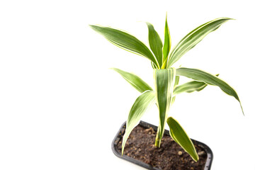 Quan Yin Bamboo Tree on