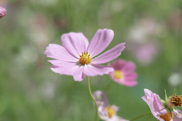 Fototapeta premium コスモス