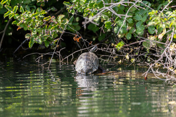 Turtle on old dry tree in the river