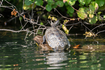 Turtle on old dry tree in the river