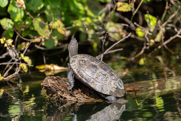 Fototapeta premium Turtle on old dry tree in the river