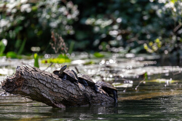 Turtle on old dry tree in the river