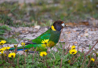 Australian Ringneck Barnardius zonarius
