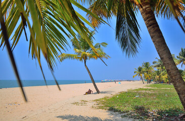 Fototapeta premium Coconut trees on the marari beach in Kerala