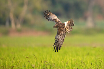 Female of Pied Harrier flying on the rice field