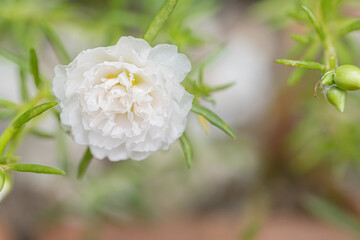Portulaca grandiflora flowers at the garden in morning