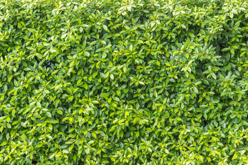 Ficus annulata trees