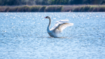 Graceful white Swan swimming in the lake and flaps its wings on the water. Valentine's Day background