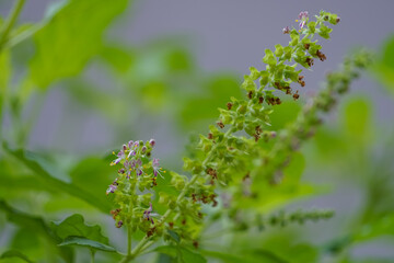 Close up of basil flowers in the garden.
