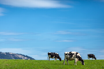 Open pasture, happy cows