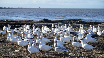 Flocks of snow geese resting and bathing with mountain as backdrop - one look in the other direction