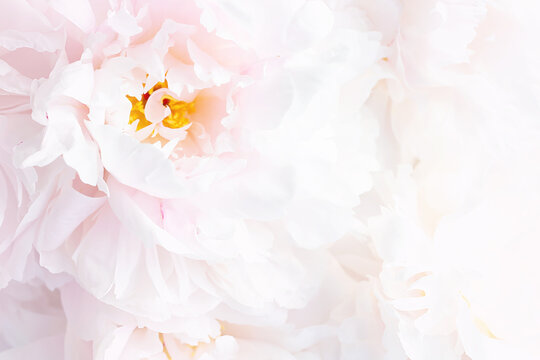 Pink peony flower head close up background. Flowering plant.