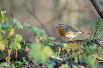 An European Robin