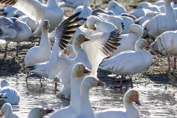 Snow geese splashing, bathing and drying their wings at temporary stop during winter migration