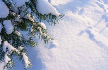 Pine branches in the snow on the background of a snowdrift in winter in December in Russia