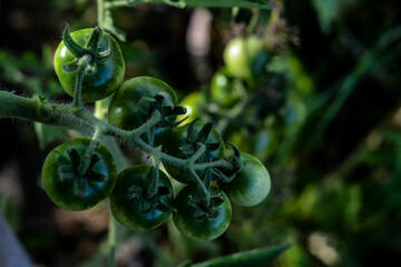 Growing tomatos