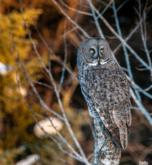 Great Grey Owl