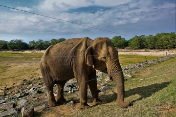An old elephant stands by the wire fence of the reserve. The trunk is exposed outside, waiting to be fed. Green plants in the distance. There are picturesque clouds in the sky. Sri Lanka. Udawalawe Pa
