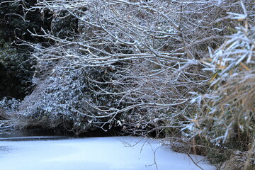 雪に覆われた池と木