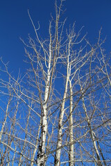 Bare Trees, Elk Island National Park, Alberta