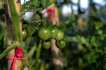 great cheery tomato