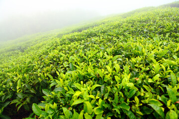 Fototapeta na wymiar Tea field in munnar kerala, India