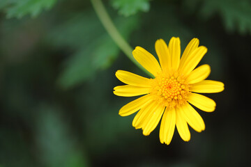 yellow flower