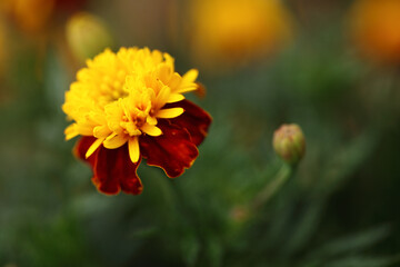 orange flower in the garden