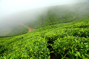 Tea field in munnar. kerala, India