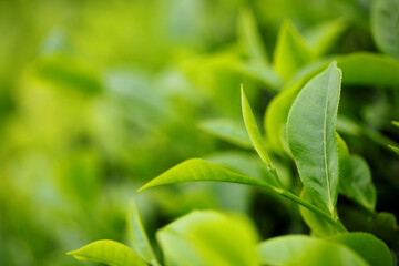 Fototapeta na wymiar Tea bud and leaves. Tea plantations, Kerala, India