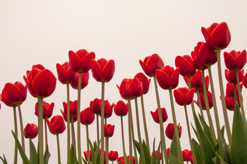 Red tulips with a white sky background