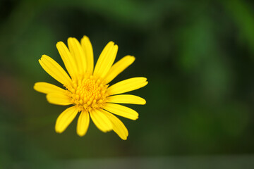 Obraz premium yellow daisy flower