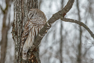 Camouflaged Barred Owl on a branch landscape