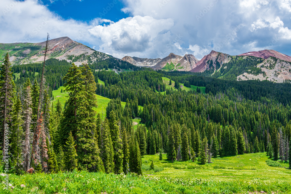 Wall mural forest in the mountains