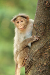 Indian Monkey on tree in the Forrest.