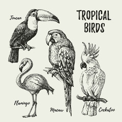 Hand drawn sketch black and white vintage exotic tropical birds set. Vector illustration isolated object. © pim