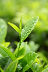 Tea Leaf with Plantation in the Background