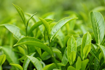 green leaves of a plant