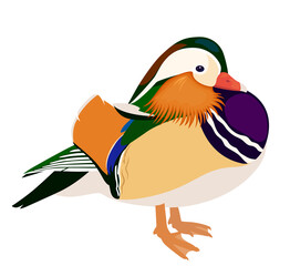 Mandarin duck isolated on white background, vector illustration of mandarin drake