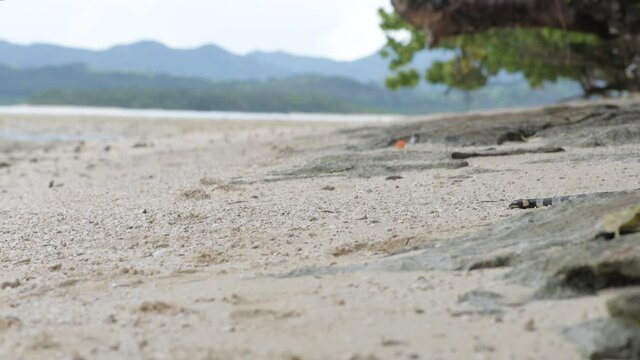 Large sea snake moving across beach 